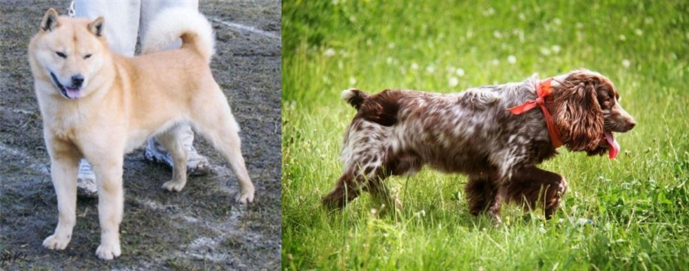 Russian Spaniel vs Hokkaido - Breed Comparison
