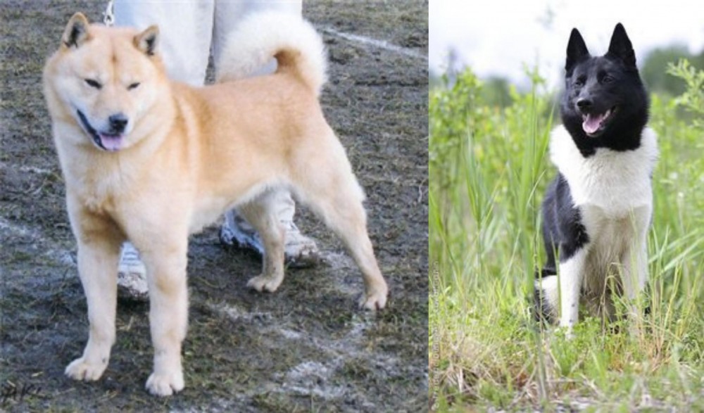 Russo-European Laika vs Hokkaido - Breed Comparison