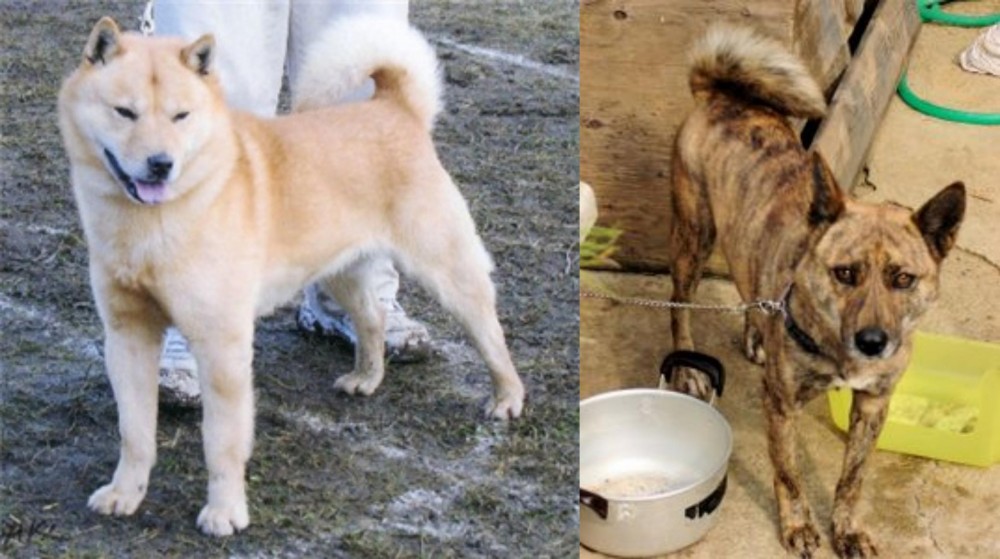 Ryukyu Inu vs Hokkaido - Breed Comparison
