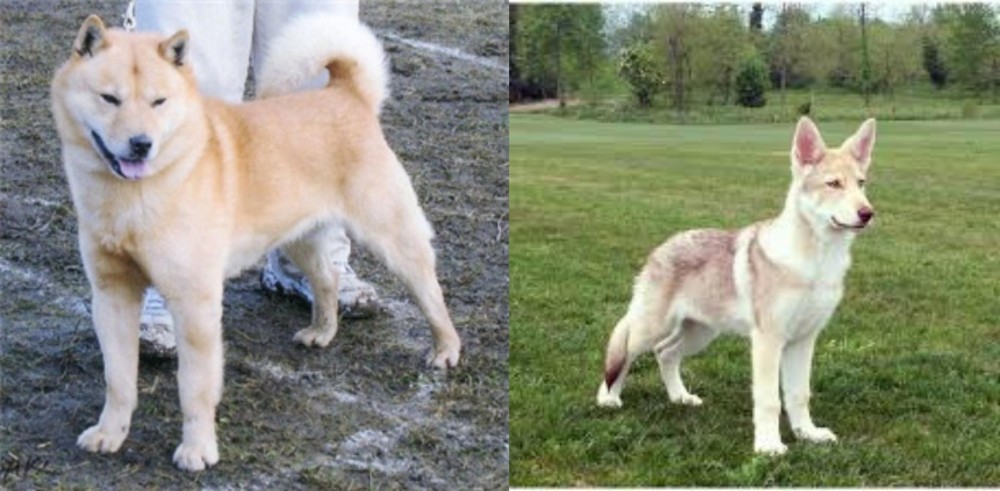 Saarlooswolfhond vs Hokkaido - Breed Comparison