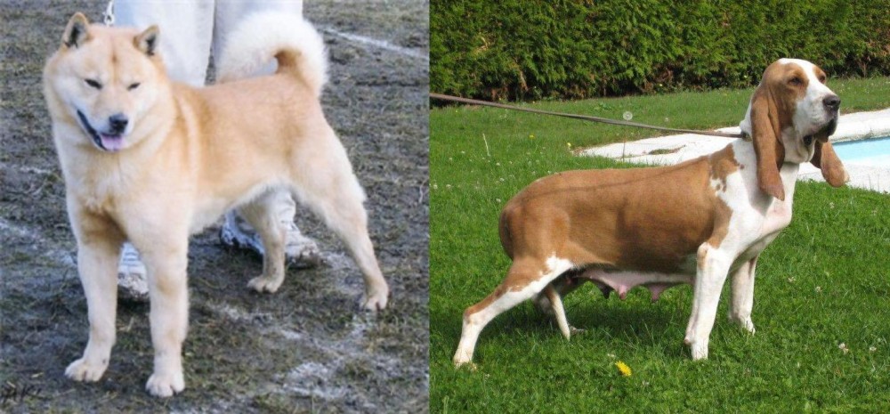 Sabueso Espanol vs Hokkaido - Breed Comparison
