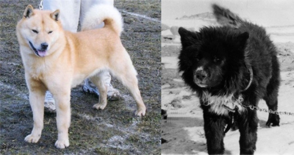 Sakhalin Husky vs Hokkaido - Breed Comparison