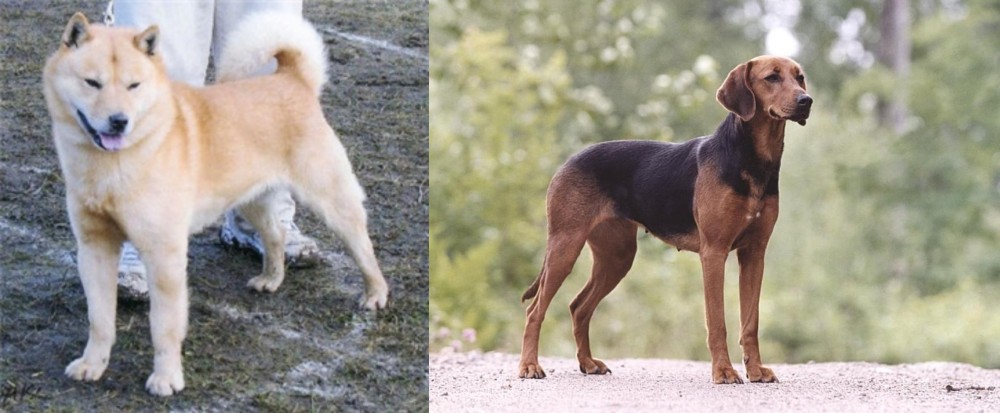 Schillerstovare vs Hokkaido - Breed Comparison
