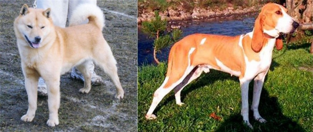 Schweizer Laufhund vs Hokkaido - Breed Comparison