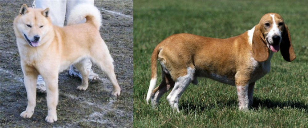 Schweizer Niederlaufhund vs Hokkaido - Breed Comparison