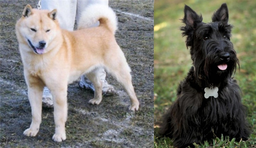 Scoland Terrier vs Hokkaido - Breed Comparison