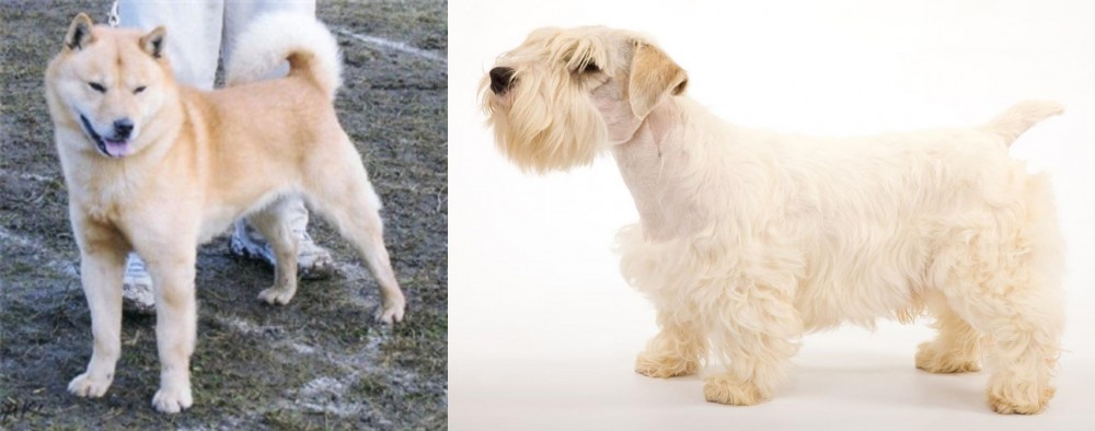 Sealyham Terrier vs Hokkaido - Breed Comparison