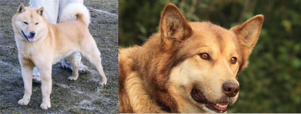 Seppala Siberian Sleddog vs Hokkaido - Breed Comparison