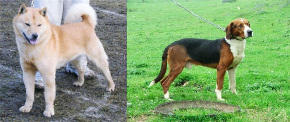 Serbian Tricolour Hound vs Hokkaido - Breed Comparison