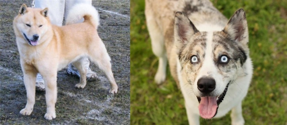 Shepherd Husky vs Hokkaido - Breed Comparison