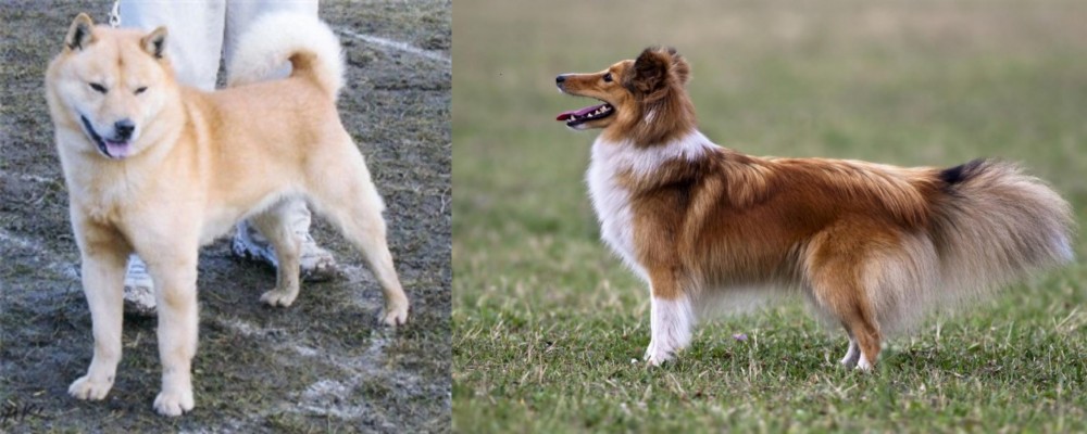 Shetland Sheepdog vs Hokkaido - Breed Comparison