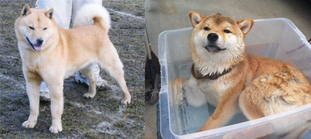Shiba Inu vs Hokkaido - Breed Comparison