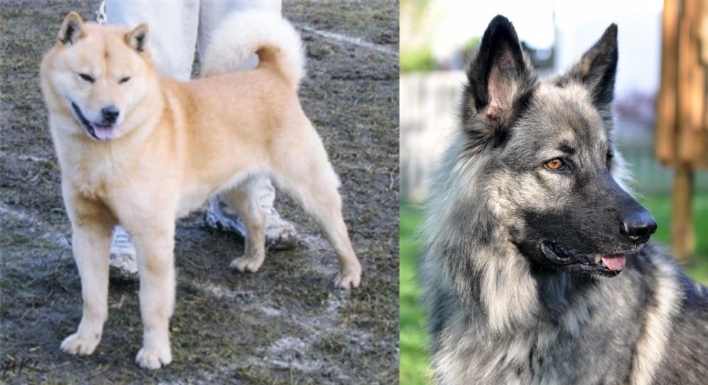 Shiloh Shepherd vs Hokkaido - Breed Comparison