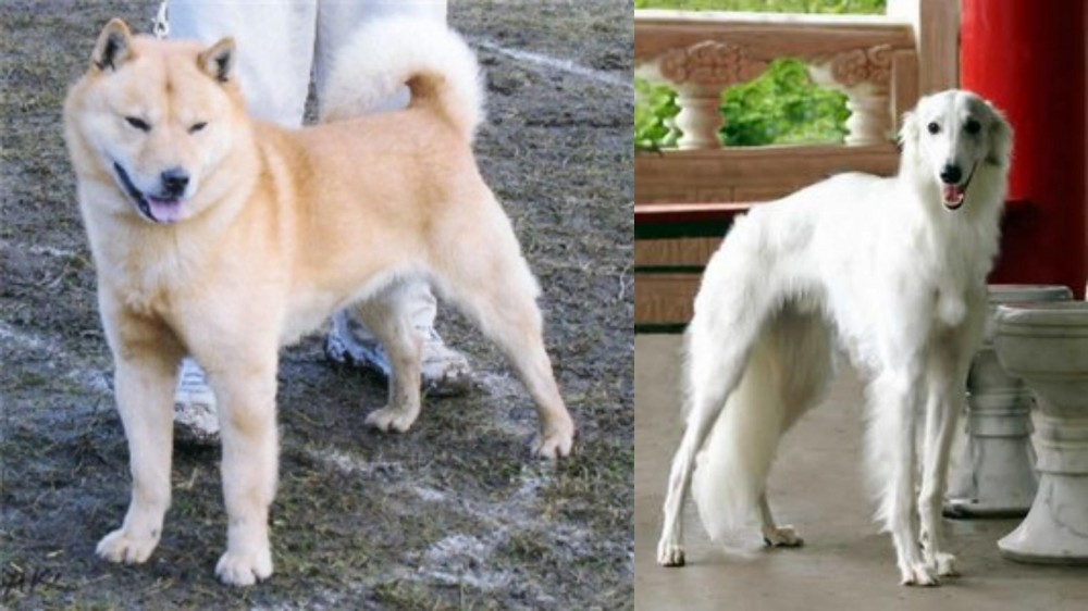 Silken Windhound vs Hokkaido - Breed Comparison