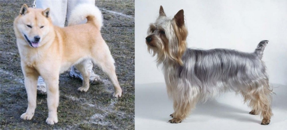 Silky Terrier vs Hokkaido - Breed Comparison