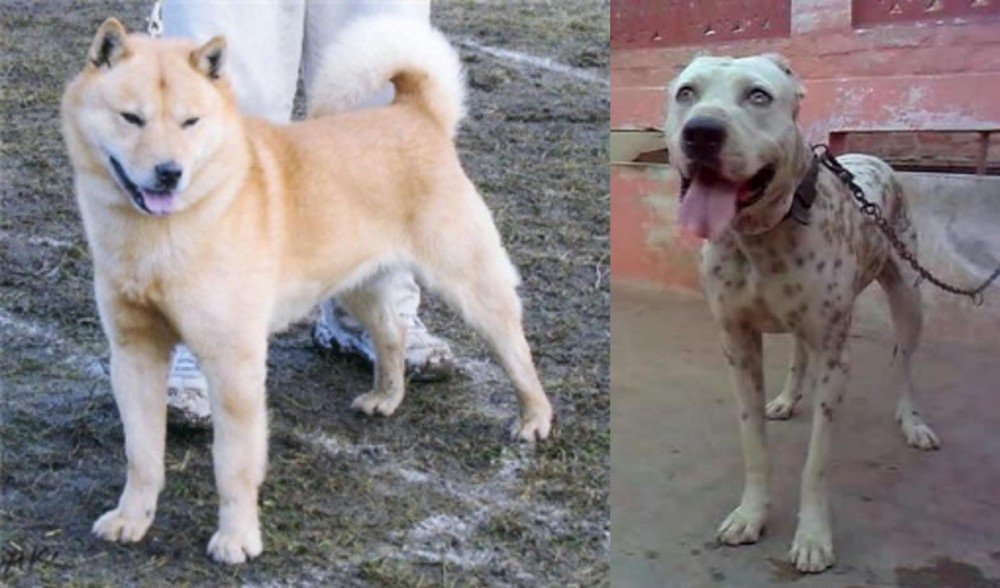 Sindh Mastiff vs Hokkaido - Breed Comparison