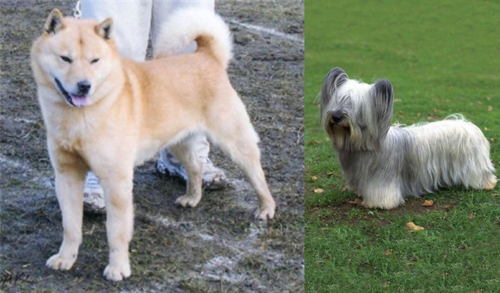 Skye Terrier vs Hokkaido - Breed Comparison