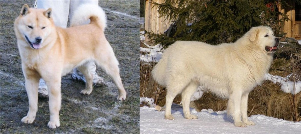 Slovak Cuvac vs Hokkaido - Breed Comparison