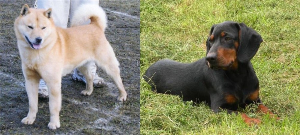 Slovakian Hound vs Hokkaido - Breed Comparison