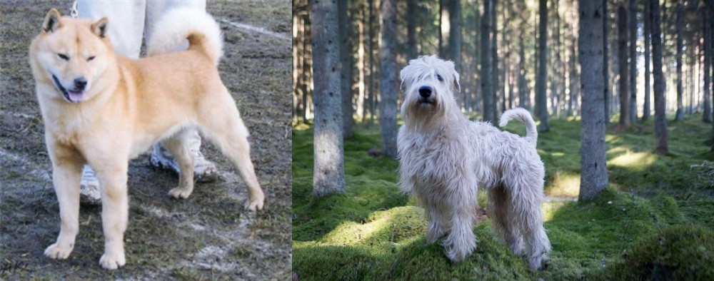 Soft-Coated Wheaten Terrier vs Hokkaido - Breed Comparison