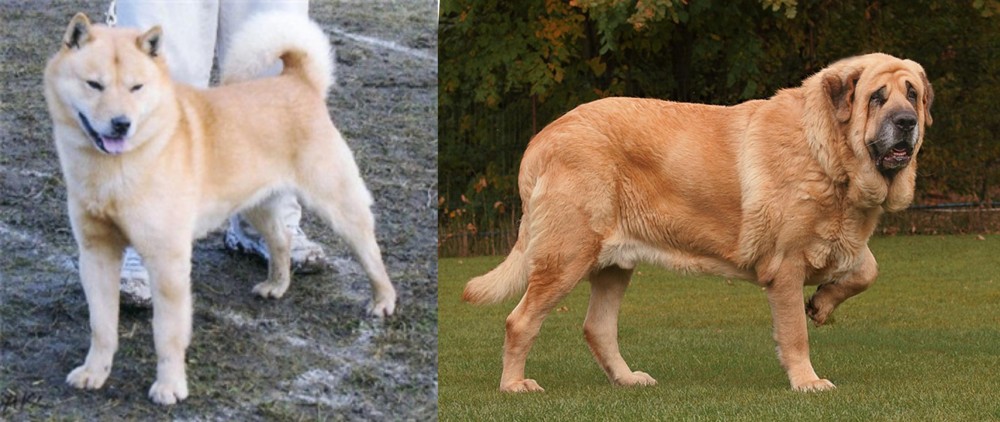 Spanish Mastiff vs Hokkaido - Breed Comparison