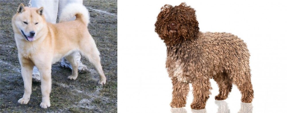 Spanish Water Dog vs Hokkaido - Breed Comparison