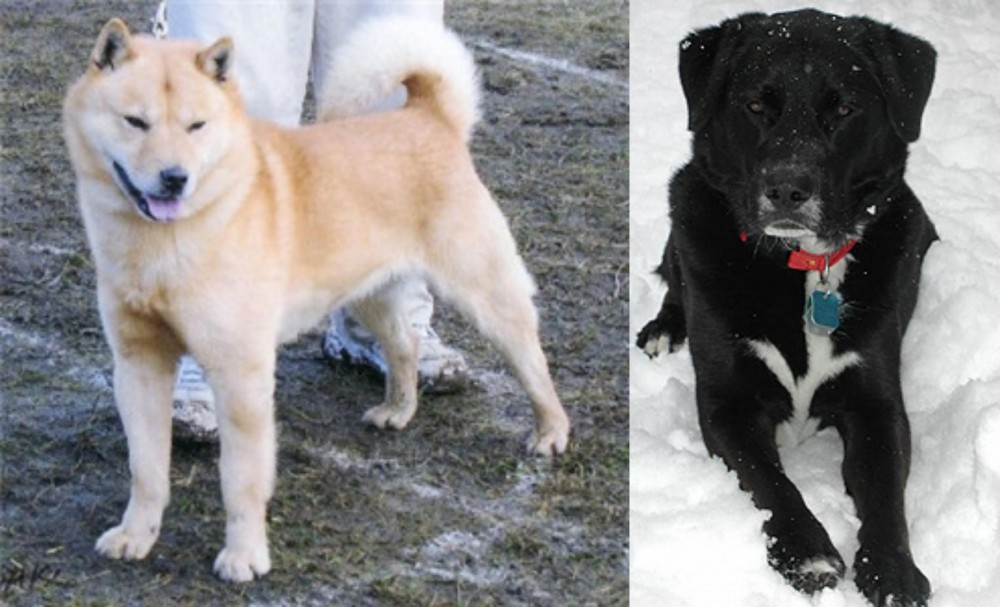 St. John's Water Dog vs Hokkaido - Breed Comparison
