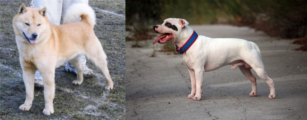 Staffordshire Bull Terrier vs Hokkaido - Breed Comparison