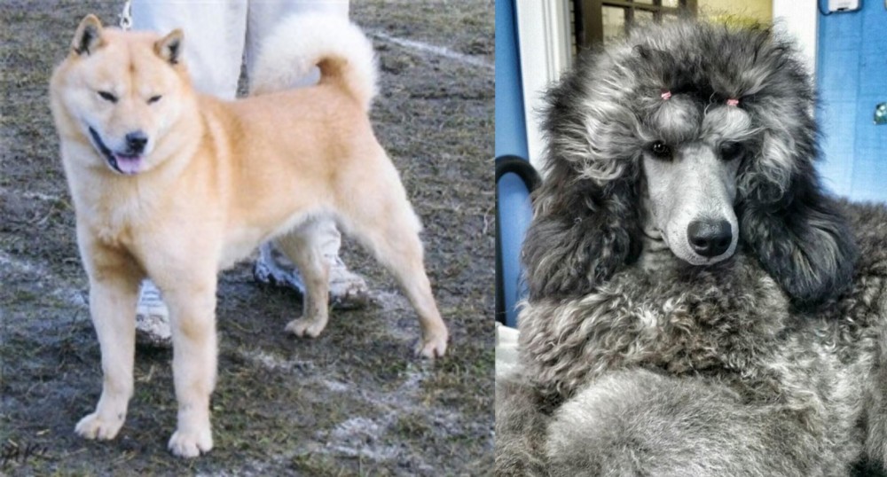 Standard Poodle vs Hokkaido - Breed Comparison