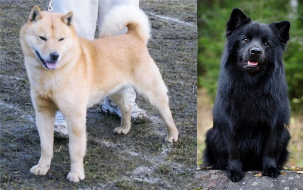 Swedish Lapphund vs Hokkaido - Breed Comparison