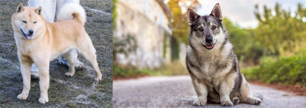 Swedish Vallhund vs Hokkaido - Breed Comparison
