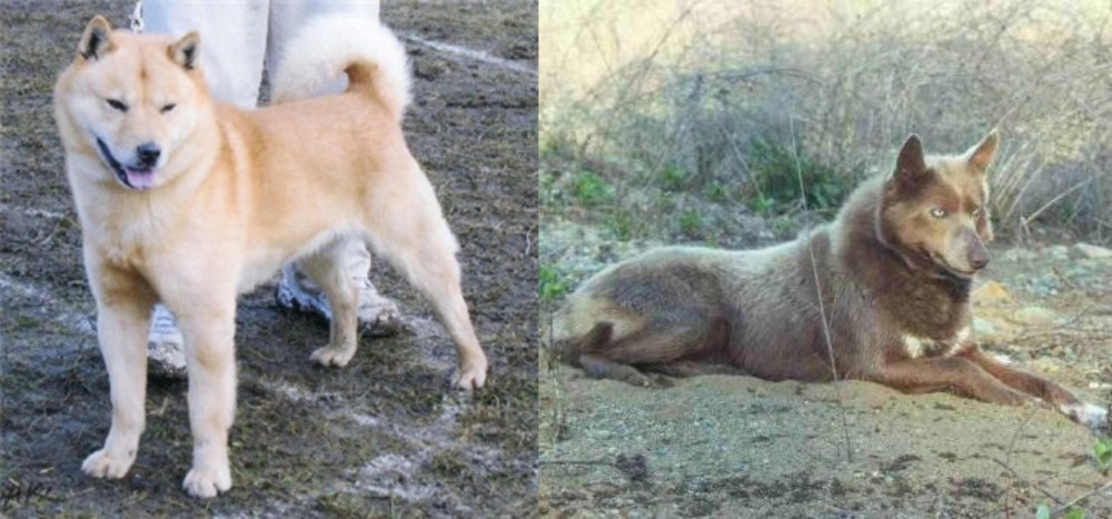 Tahltan Bear Dog vs Hokkaido - Breed Comparison