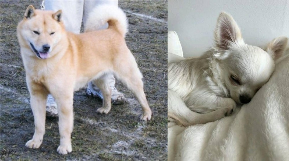 Tea Cup Chihuahua vs Hokkaido - Breed Comparison