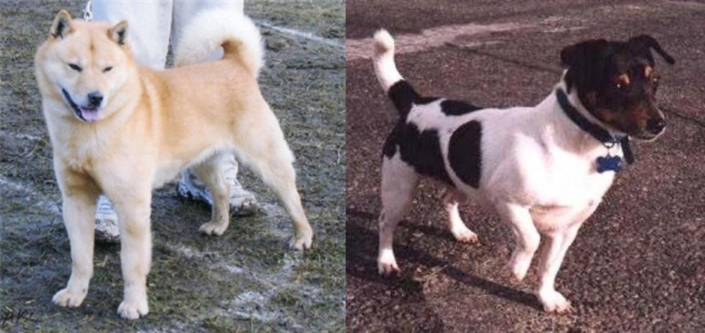 Teddy Roosevelt Terrier vs Hokkaido - Breed Comparison
