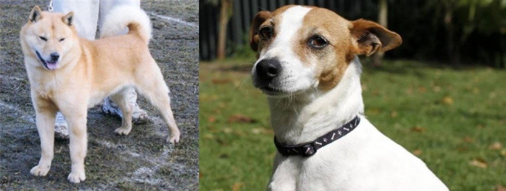 Tenterfield Terrier vs Hokkaido - Breed Comparison