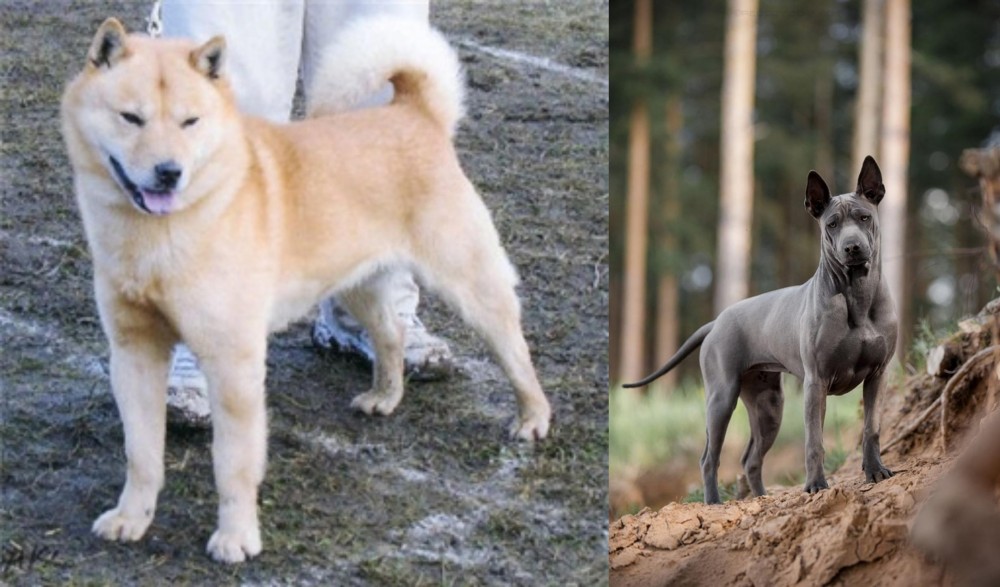 Thai Ridgeback vs Hokkaido - Breed Comparison