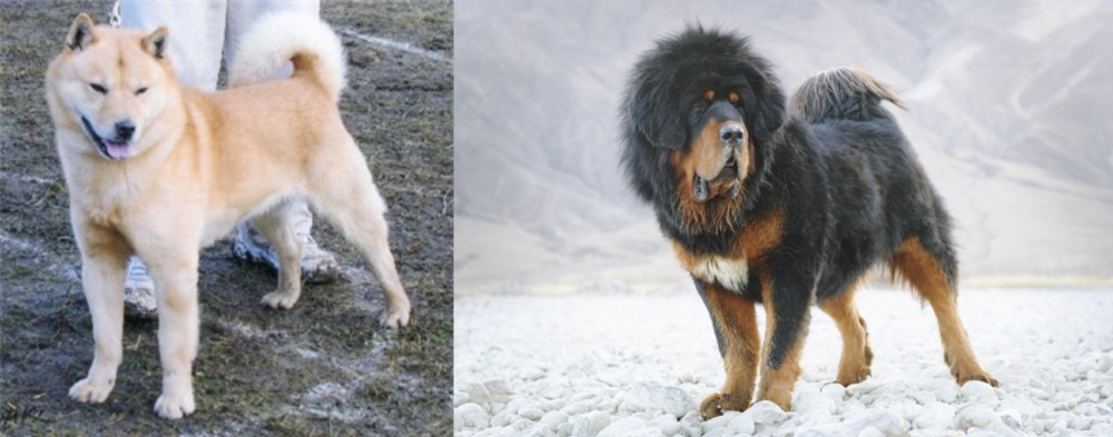 Tibetan Mastiff vs Hokkaido - Breed Comparison