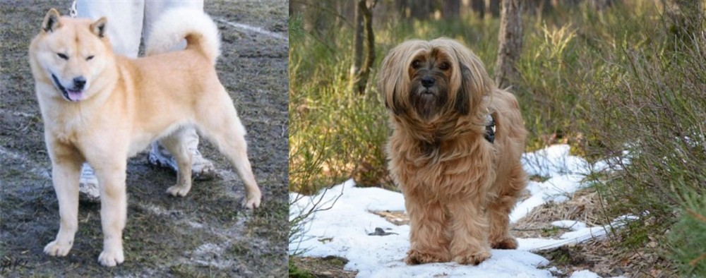Tibetan Terrier vs Hokkaido - Breed Comparison
