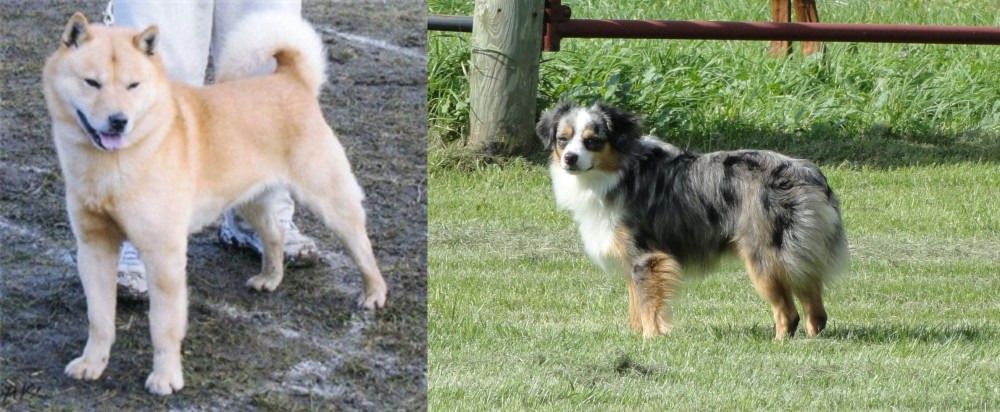 Toy Australian Shepherd vs Hokkaido - Breed Comparison