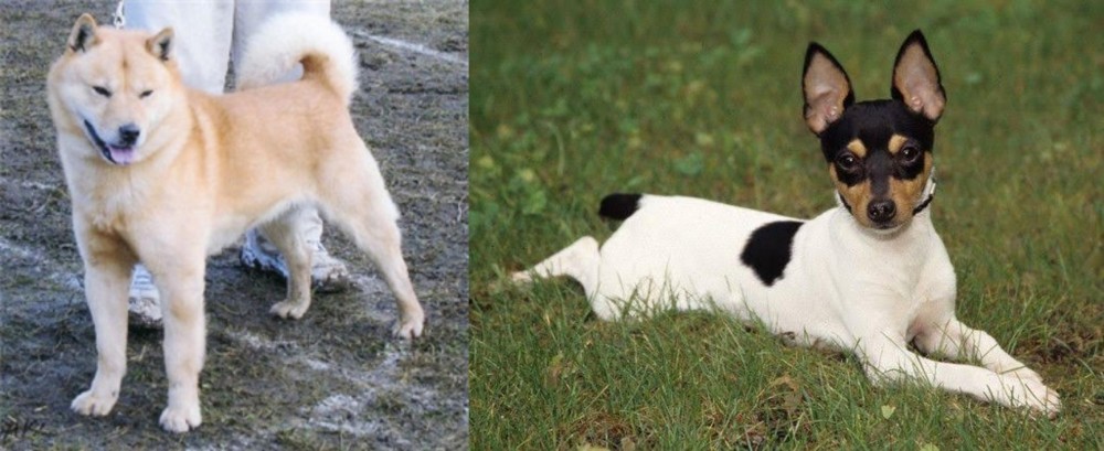 Toy Fox Terrier vs Hokkaido - Breed Comparison