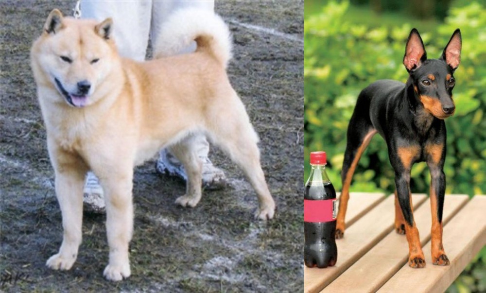 Toy Manchester Terrier vs Hokkaido - Breed Comparison