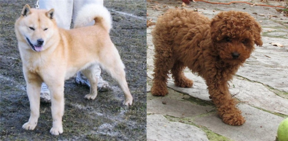 Toy Poodle vs Hokkaido - Breed Comparison