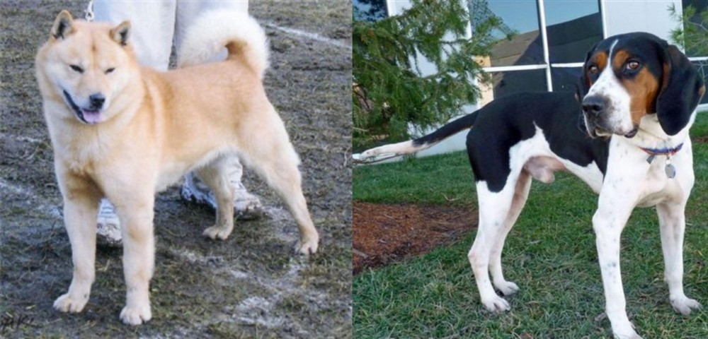 Treeing Walker Coonhound vs Hokkaido - Breed Comparison
