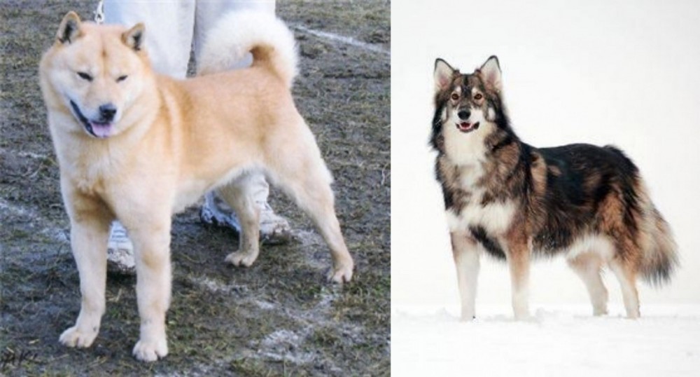 Utonagan vs Hokkaido - Breed Comparison