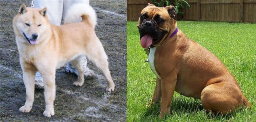 Valley Bulldog vs Hokkaido - Breed Comparison
