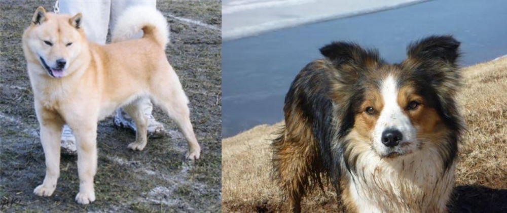 Welsh Sheepdog vs Hokkaido - Breed Comparison