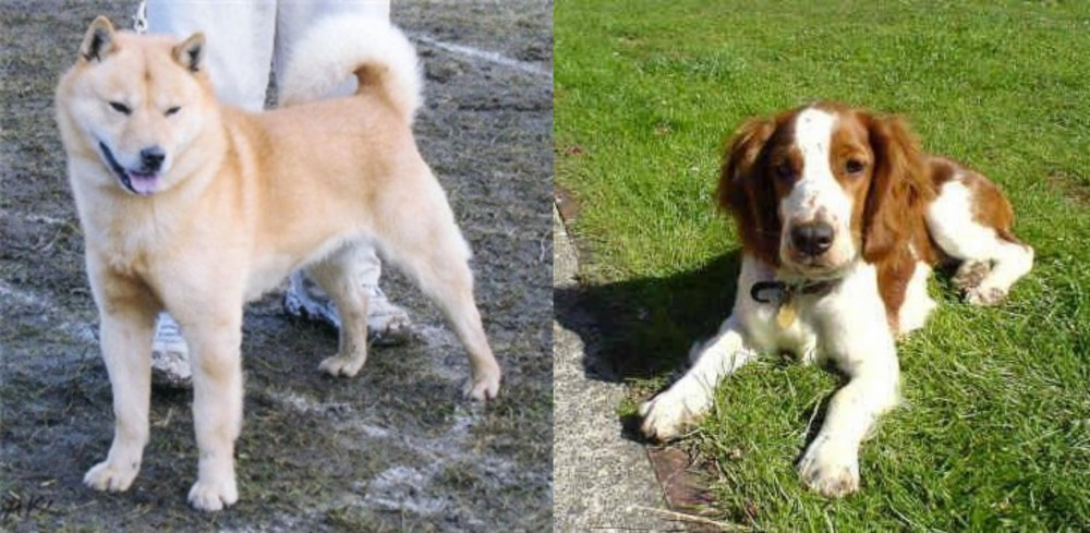 Welsh Springer Spaniel vs Hokkaido - Breed Comparison