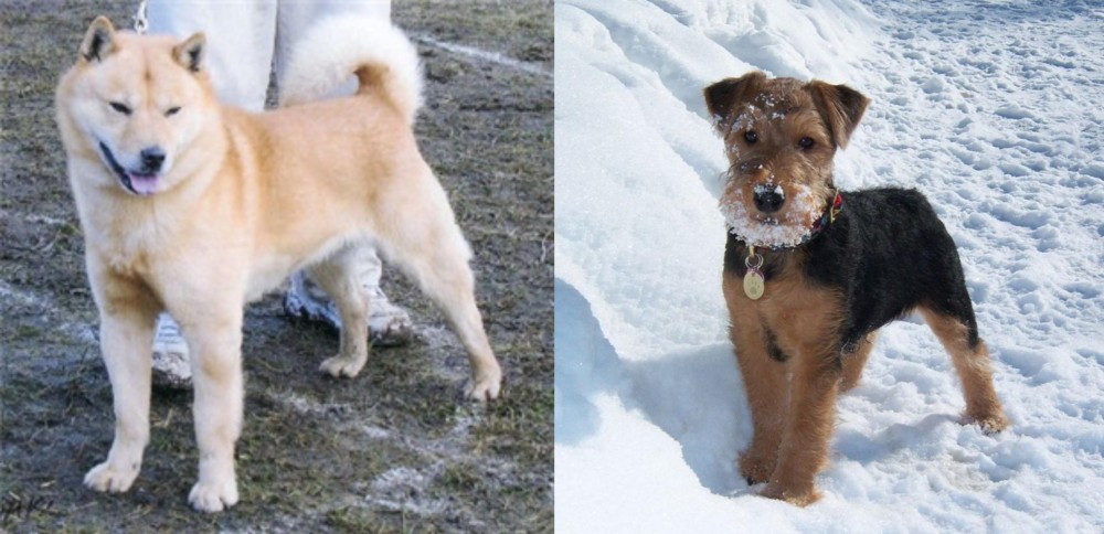 Welsh Terrier vs Hokkaido - Breed Comparison