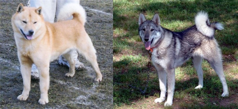 West Siberian Laika vs Hokkaido - Breed Comparison