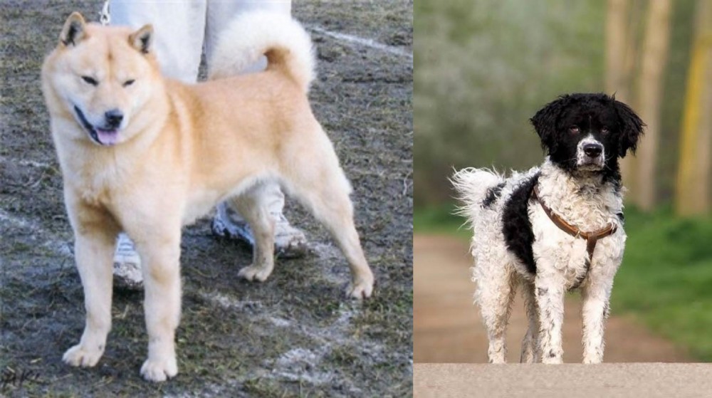 Wetterhoun vs Hokkaido - Breed Comparison